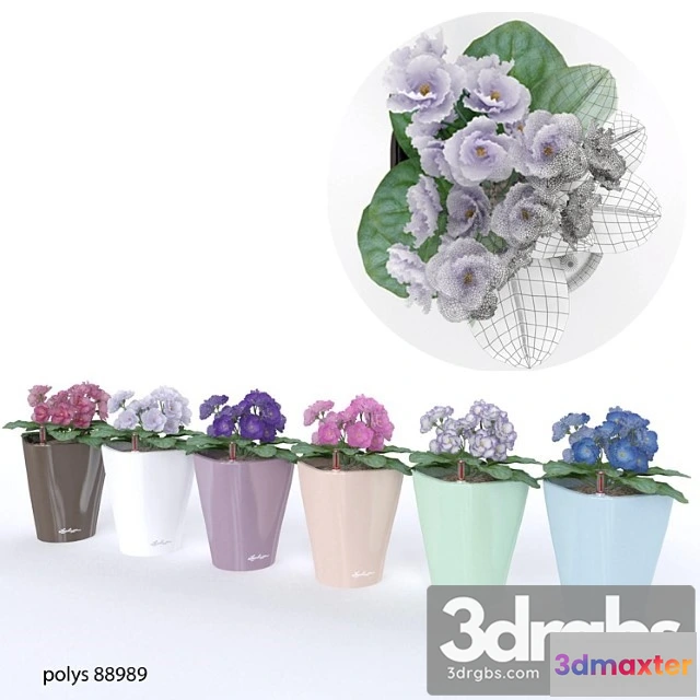 1009330 - Colored Violets