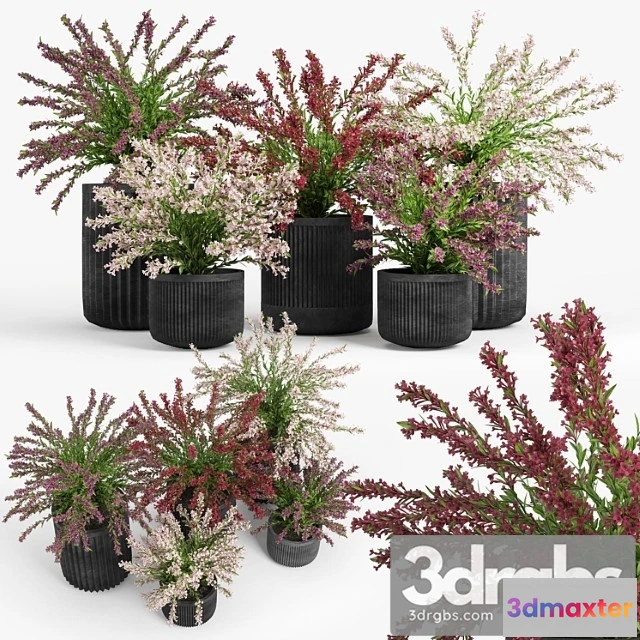 1009344 - Cozzo Planter Weigela