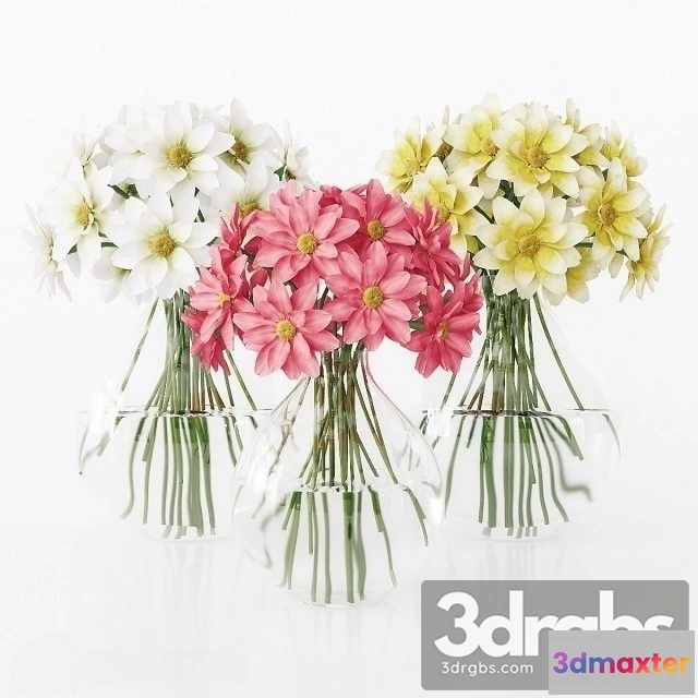 1009356 - Dahlia Purpusii Brandg