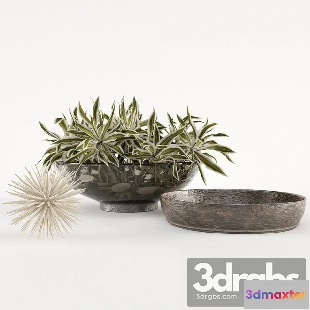 1009452 - Dracaena Reflexa Bouquet