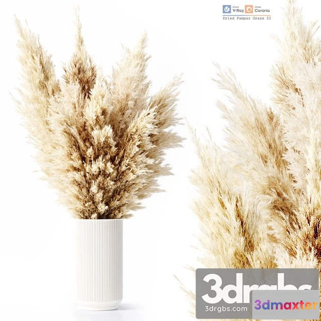 1009456 - Dried Pampas Grass 02