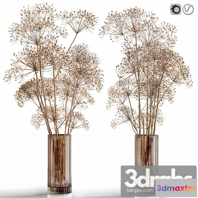 1009474 - Dry Flowers 7 Heracleum