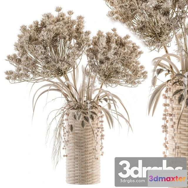 1009488 - Dry Plants 22