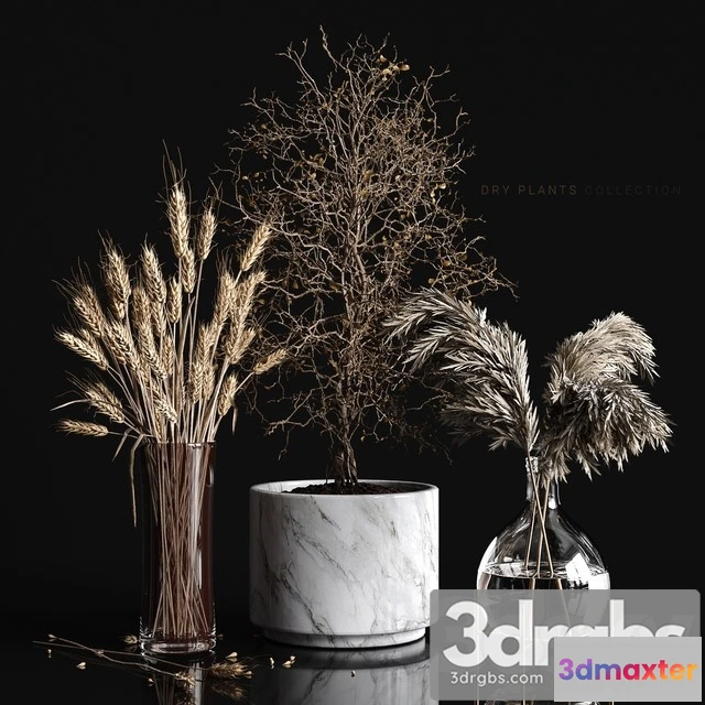 1009494 - Dry Plants Collection