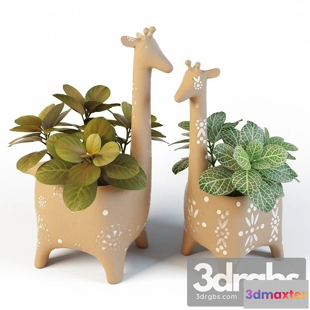 1009528 - Fittonia Giraffe Pots