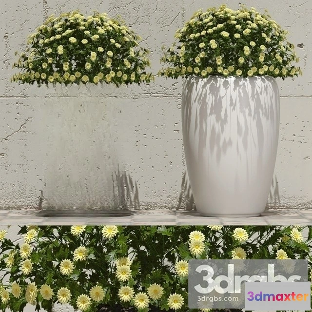 1009612 - Flowers in pots 1