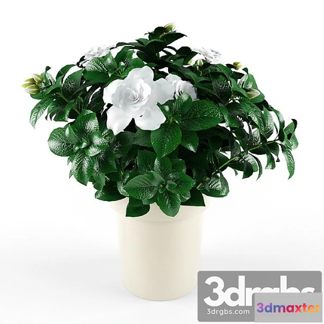 1009626 - Gardenia Jasminoides