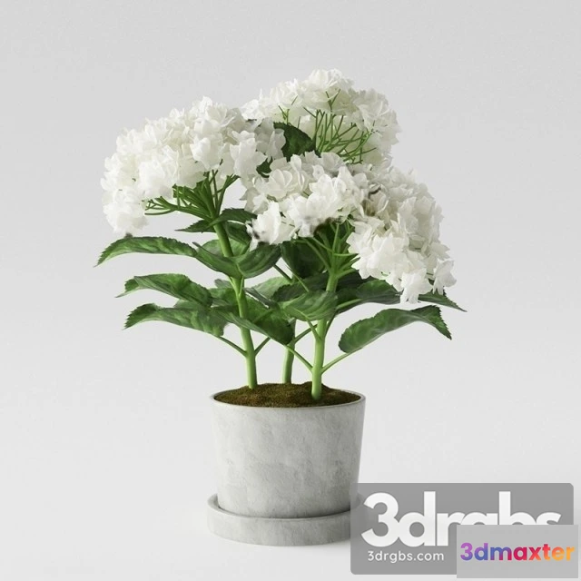 1009668 - Hydrangea Pot 1