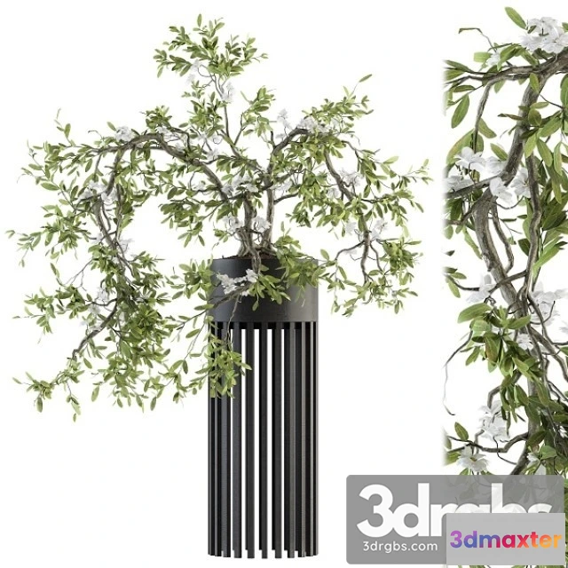 1009678 - Indoor Plant Set 198 Bonsai in Pot