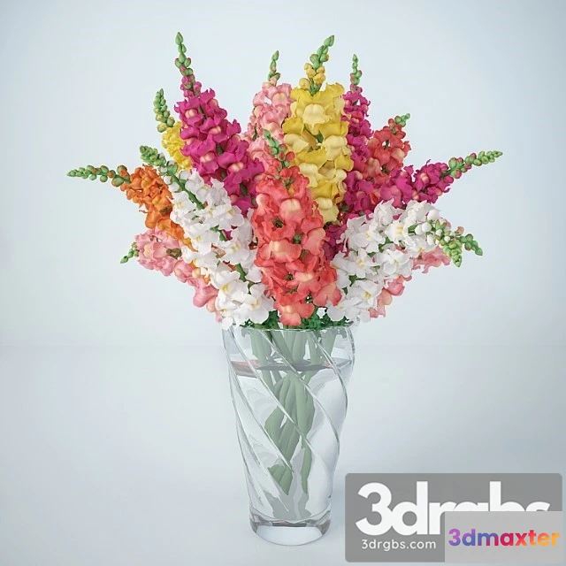 1009692 - L Vinyi Ziev Antirrinum