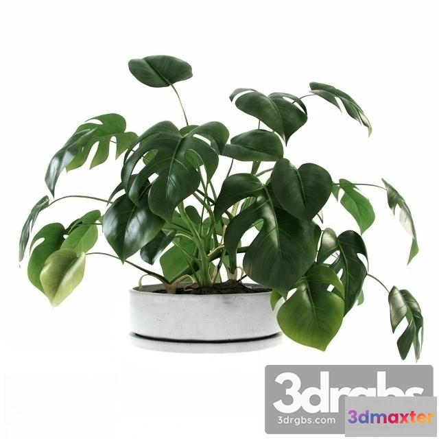 1009702 - Liana Monstera