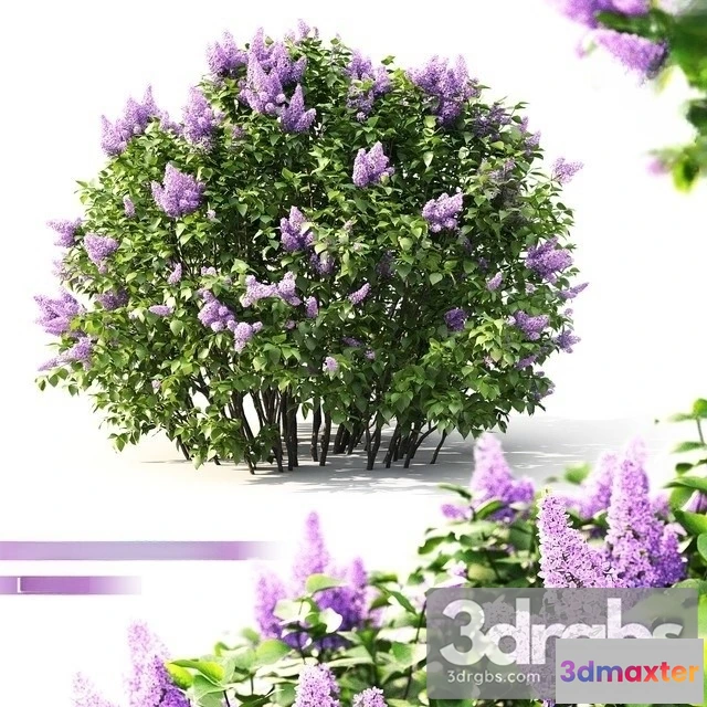 1009712 - Lilac Flowering 2