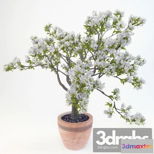 1009736 - Magnolia Soulangeana