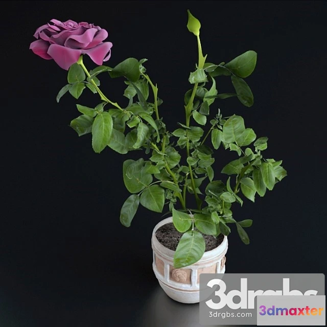 1009752 - Miniatiurnaia Roza 1