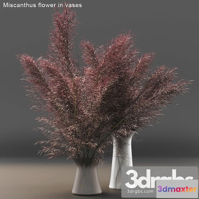 1009756 - Miscanthus Flower in Vases