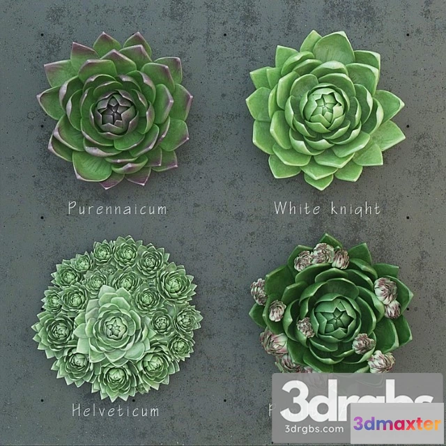 1009760 - Molodilo Set 1