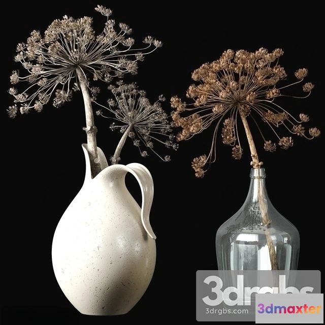 1009784 - Old heracleum 2