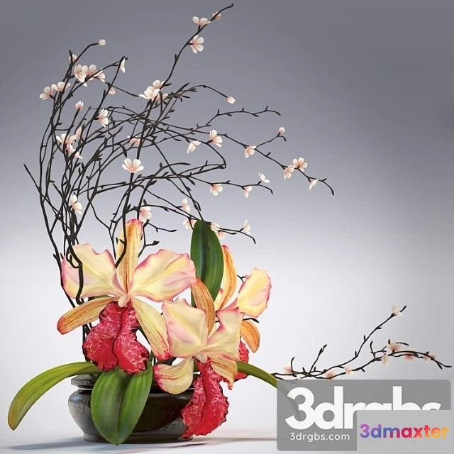 1009806 - Orchid Composition