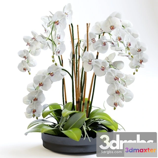 1009810 - Orchid Plant 2