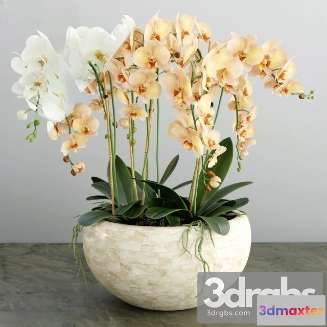 1009812 - Orchid Purple 2