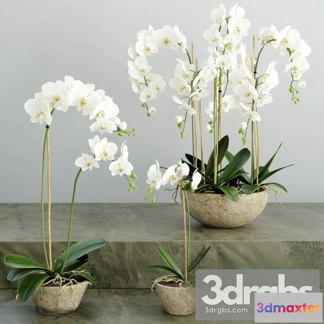 1009814 - Orchid White Bouquet