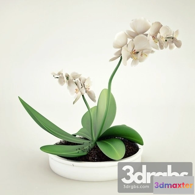 1009826 - Orhideya Bouquet 2