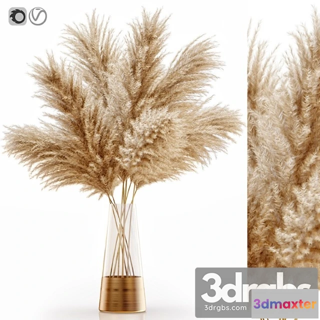 1009830 - Pampas Grass 11