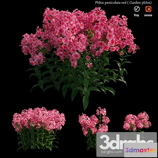 1009864 - Phlox Paniculata Red