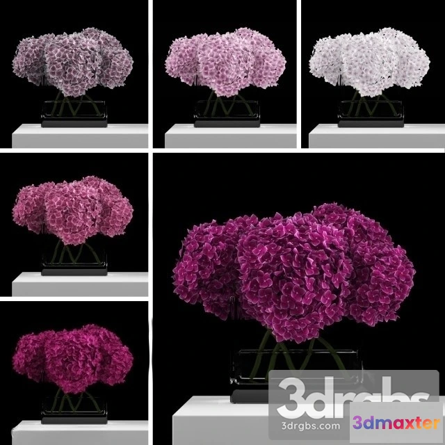 1009870 - Pink Hydrangeas