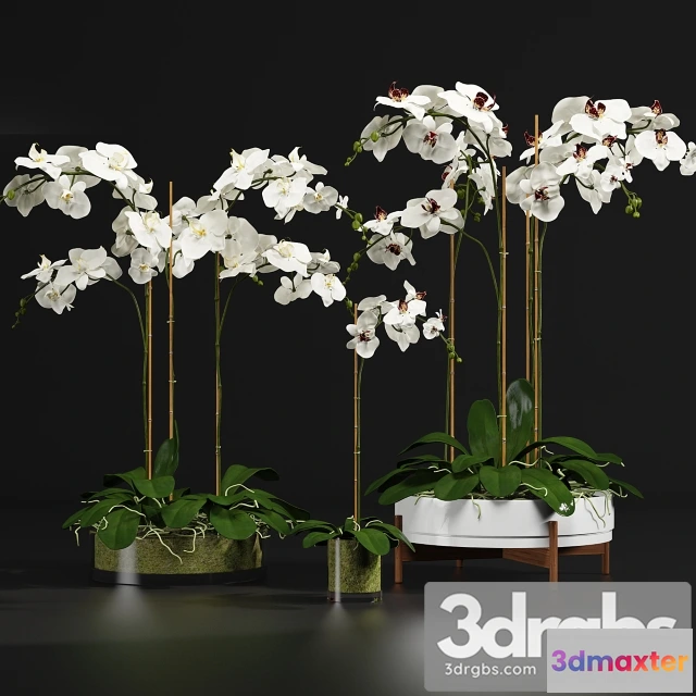 1009888 - Plant Orchid 9