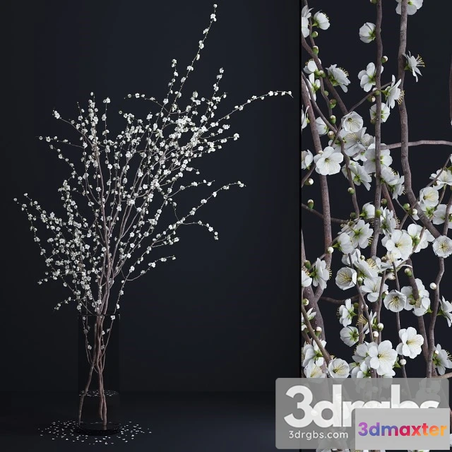 1009910 - Prunus White Blossom