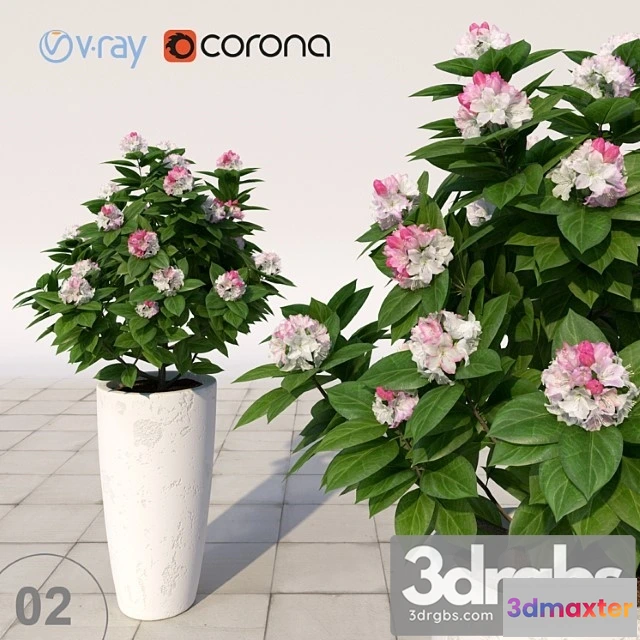 1009934 - Rhododendron Flowering