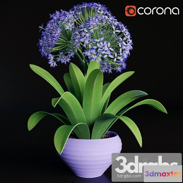 1009980 - Scilla Peruviana 1