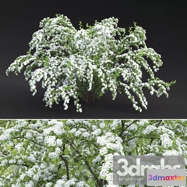 1010000 - Spirya Vangutta 1