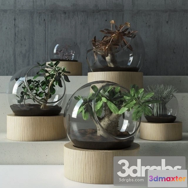 1010010 - Succulent Bouquet