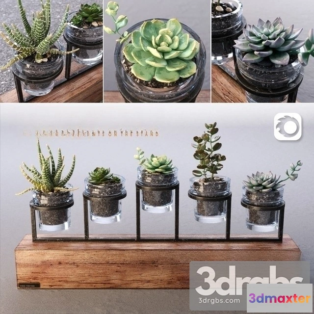 1010012 - Succulents Bouquet Set