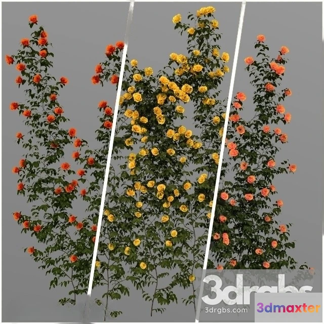 1010098 - Wall Climbing Flowers