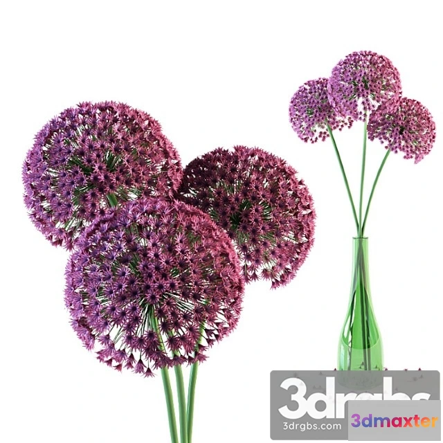 1059124 - Allium flowers in vase
