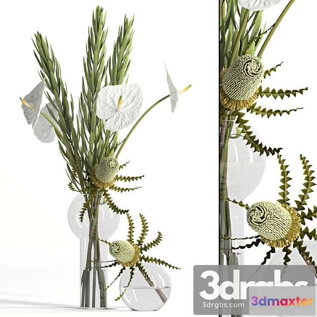 1059136 - Banksia, anthurium and leucadendron