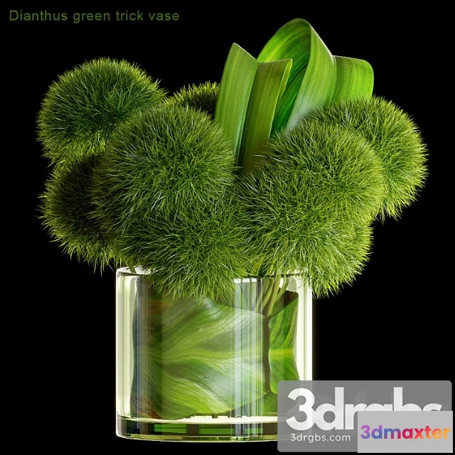 1059582 - Dianthus green trick vase