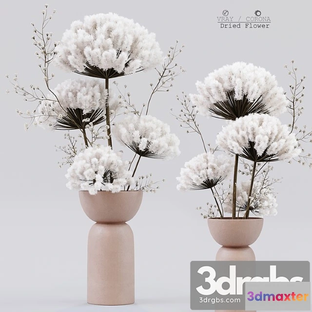 1059584 - Dried flower 5