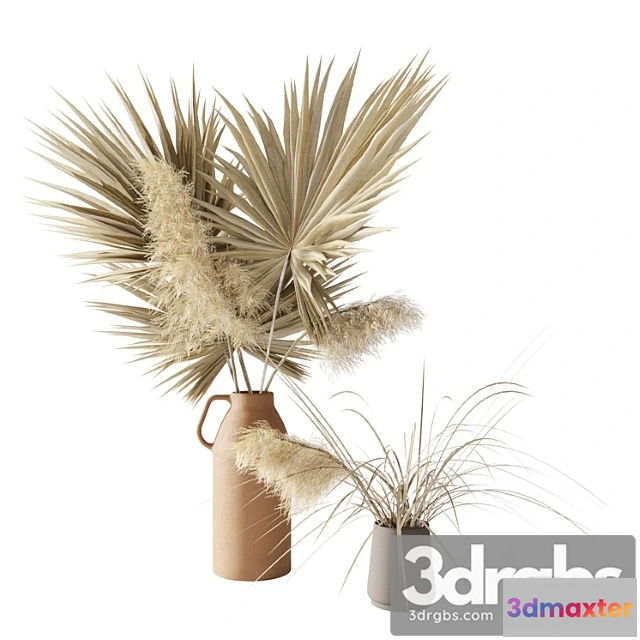 1059642 - Dry palms and pampas