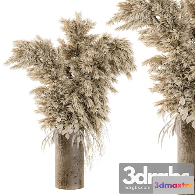 1059654 - Dry plants 19