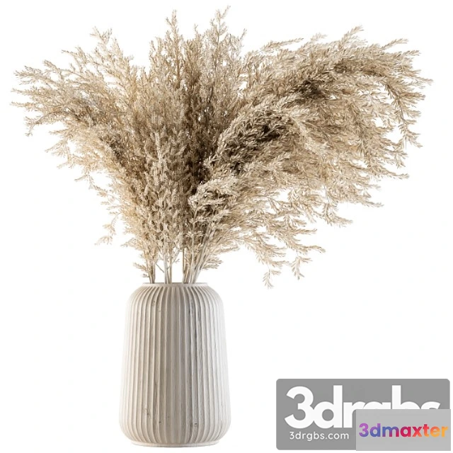 1059664 - Dry plants 36 - dried plant pampas