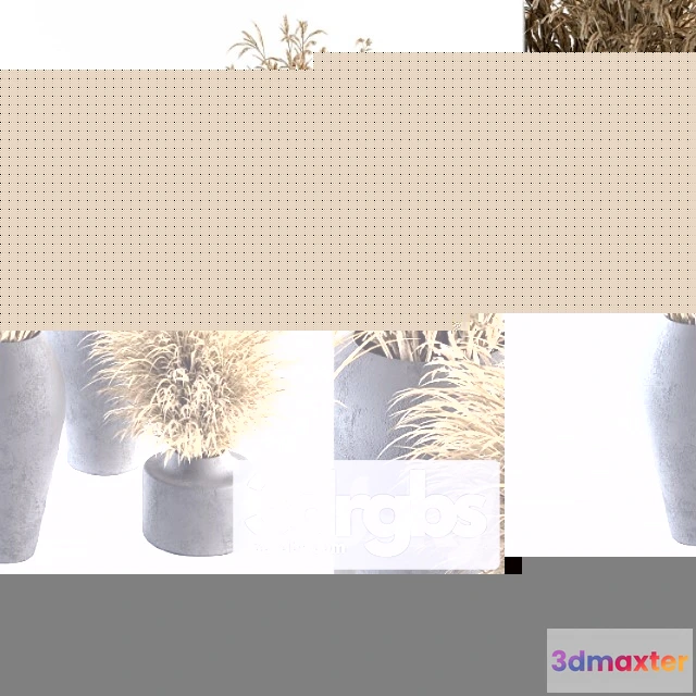 1059672 - Dry plants 81 - dried plants set