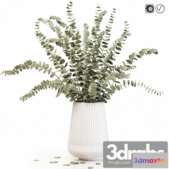 1059684 - Eucalyptus 3