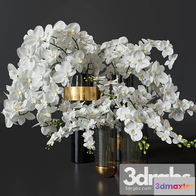 1059738 - Flower set 009 orchids.