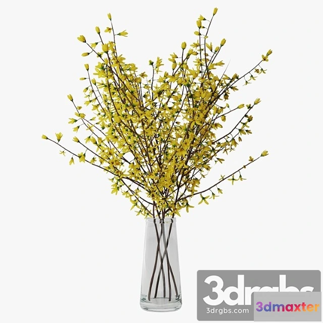 1059772 - Forsythia 02