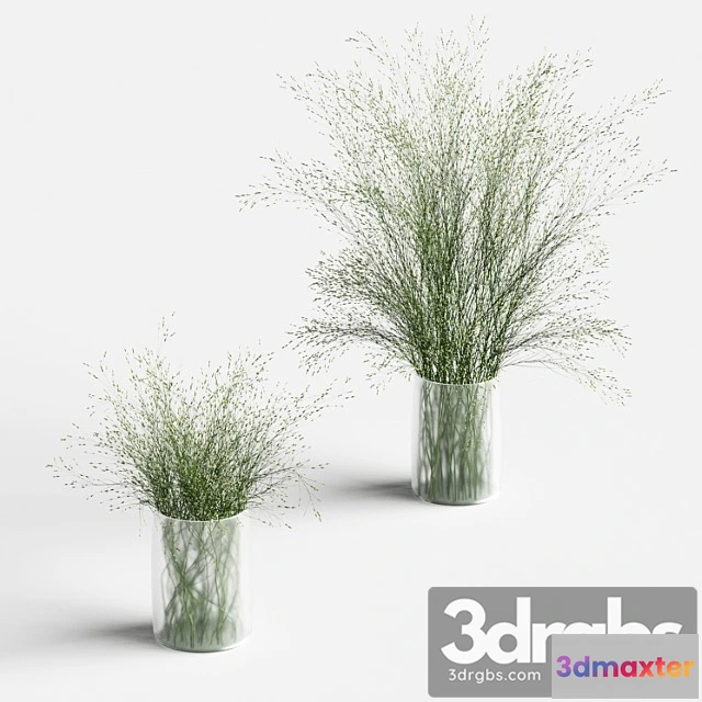 1059776 - Grass in vases 2