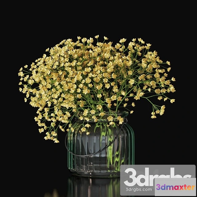 1059786 - Gypsophila 03